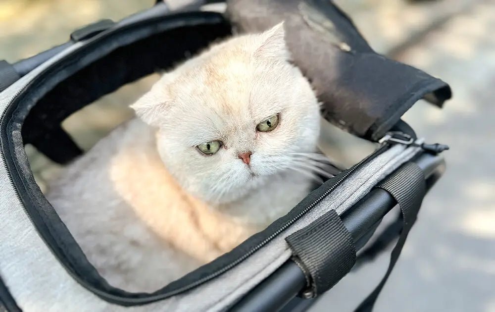 Bike pet carrier with padded interior and ventilation for small pets